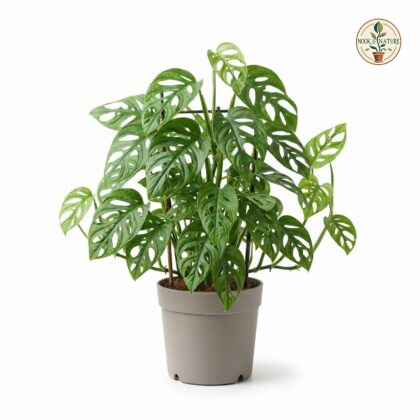 Monstera obliqua Panama Form