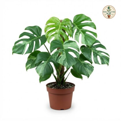 Monstera deliciosa Green Large Form