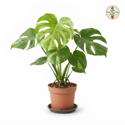 Monstera deliciosa Borsigiana