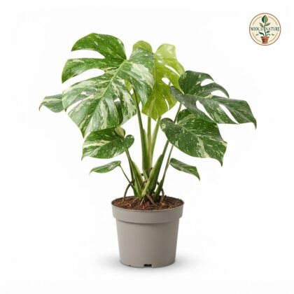 Monstera deliciosa Albo Variegata Marbled