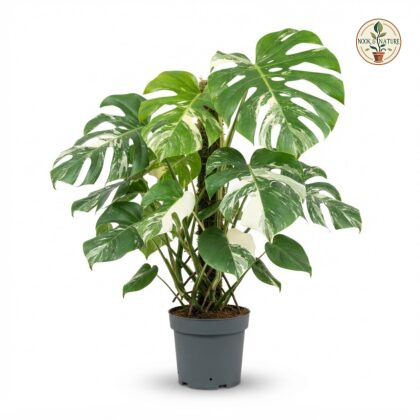 Monstera deliciosa Large Form Albo