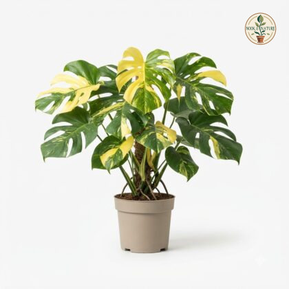 Monstera deliciosa Aurea Variegata Sectorial
