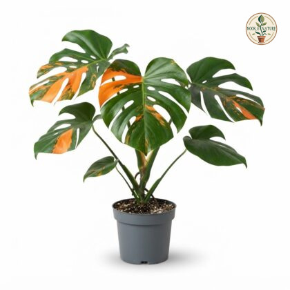 Monstera deliciosa Super Orange