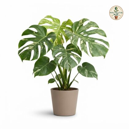 Monstera deliciosa Thai Constellation