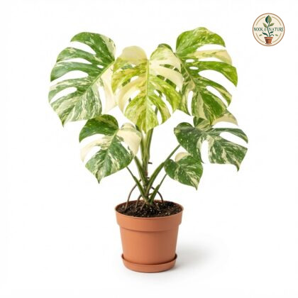 Monstera deliciosa Thai Constellation Creme Brulee