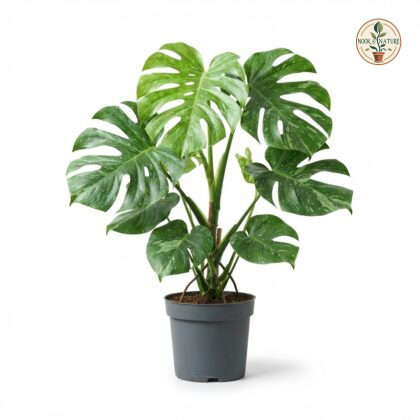 Monstera deliciosa Thai Constellation Green Snow