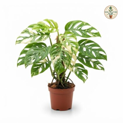 Monstera deliciosa Thai Constellation Legacy