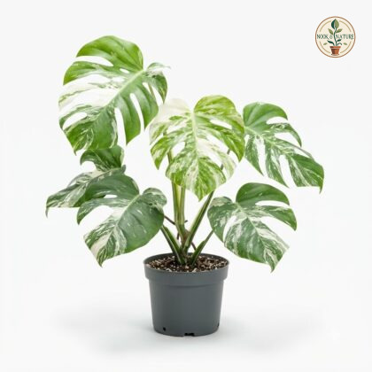 Monstera deliciosa Thai Constellation Platinum