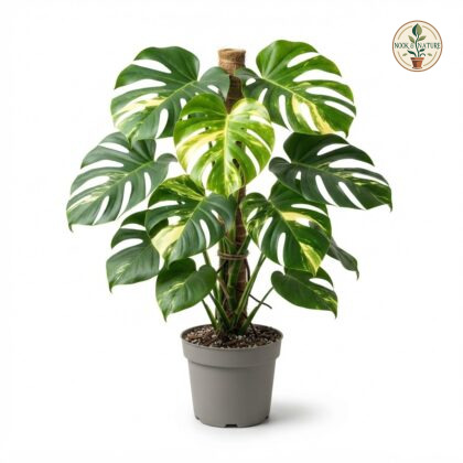 Monstera deliciosa Thai Constellation Medusa