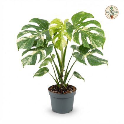 Monstera deliciosa Tri Color Thai Constellation