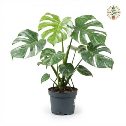 Monstera deliciosa Miracle