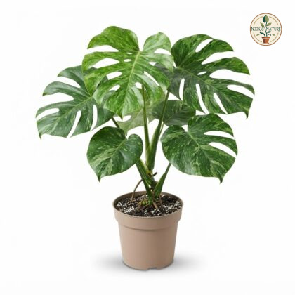 Monstera deliciosa Siam Mint