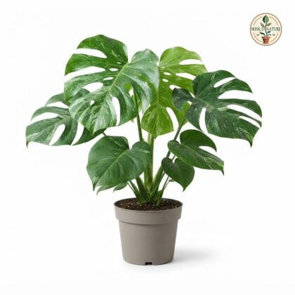 Monstera deliciosa Starlight