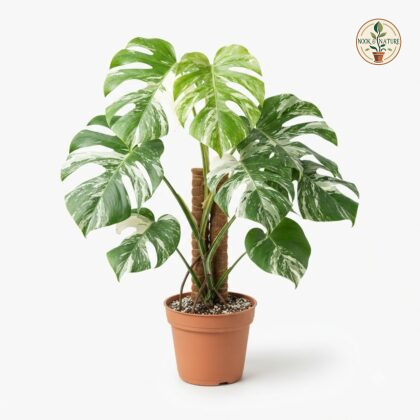 Monstera deliciosa White Monster