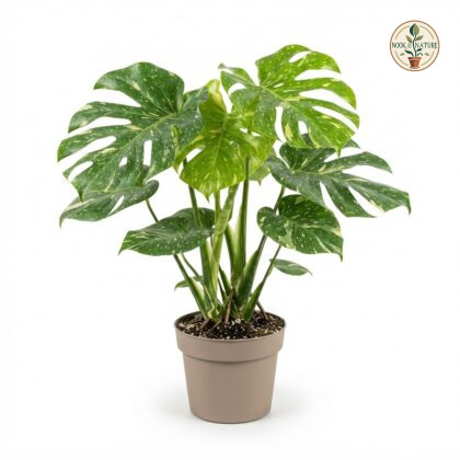Monstera deliciosa Jungle Mint