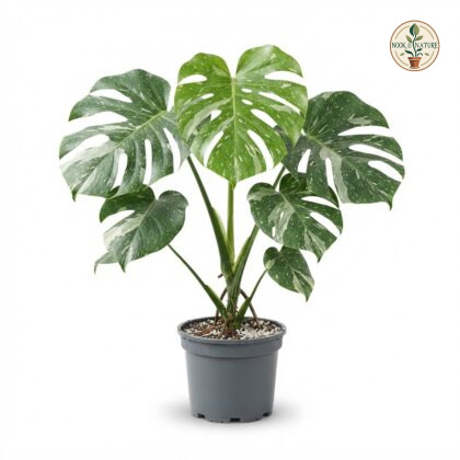 Monstera deliciosa Thrasher Sport Mint