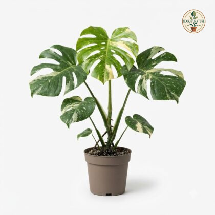 Monstera deliciosa Bulbasaur