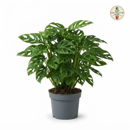 Monstera deliciosa Devil Monster