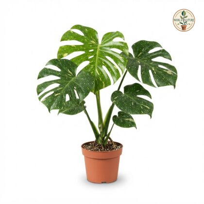 Monstera deliciosa Circuit Monstera