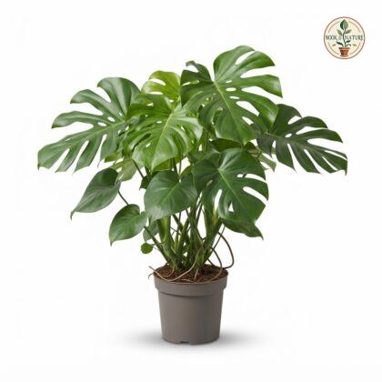 Monstera deliciosa Viet Truong Sa