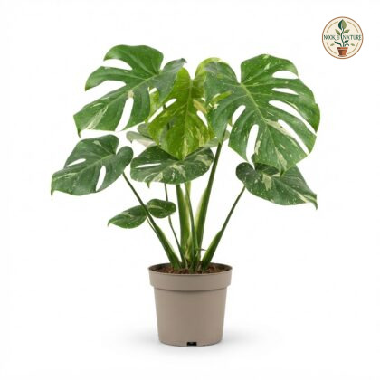 Monstera deliciosa Shamrock Shake