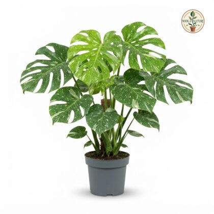 Monstera deliciosa Masterpiece