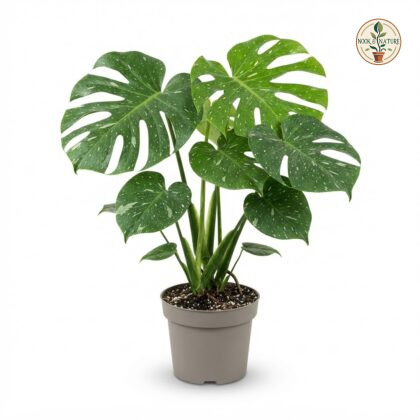 Monstera deliciosa Ocean Mint