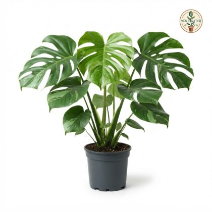 Monstera deliciosa Oceana