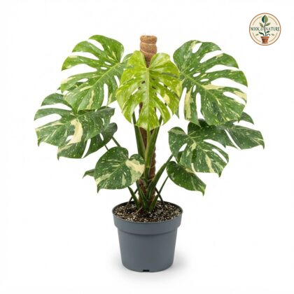 Monstera deliciosa Green on Green Marbled