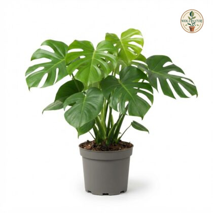 Monstera deliciosa Compacta