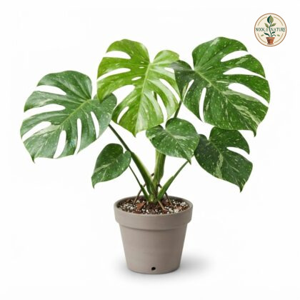 Monstera HUTAMT41