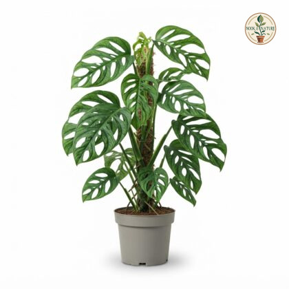 Monstera Esqueleto / Esqueleto Trade Form