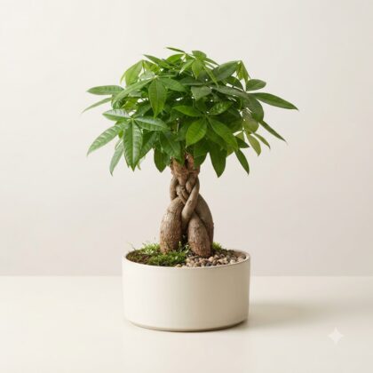 Pachira macrocarpa money tree bonsai with a braided trunk in a white ceramic pot.