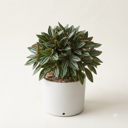Peperomia Piccolo Banda plant with striped green leaves in a white ceramic pot.