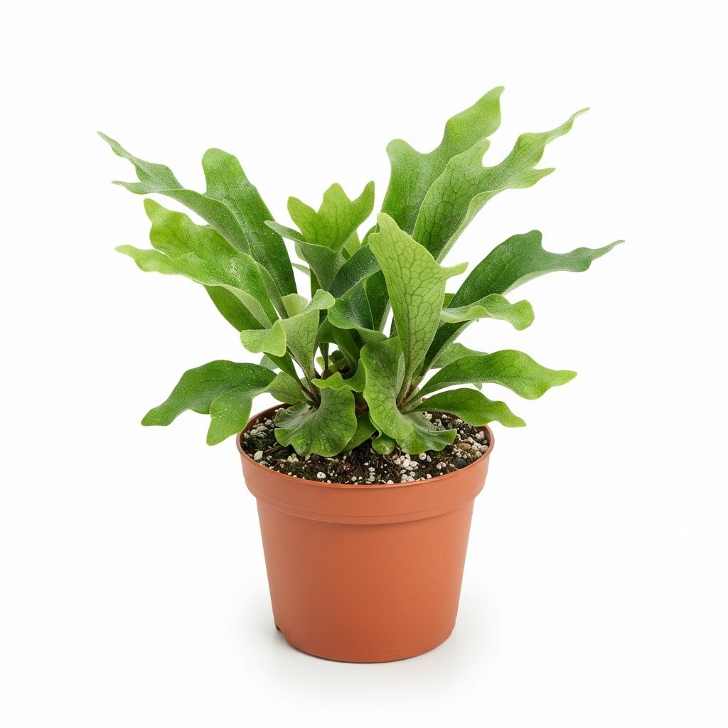 Platycerium_Wandae_nursery_photo…_202609071237