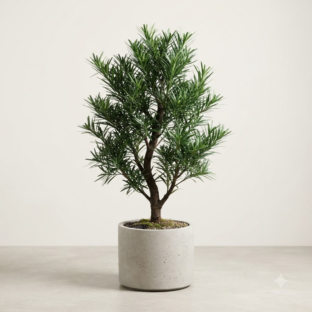 Podocarpus Macrophyllus