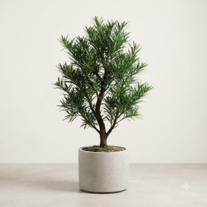 Podocarpus Macrophyllus