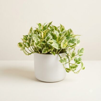 Pothos Njoy Golden Variegated