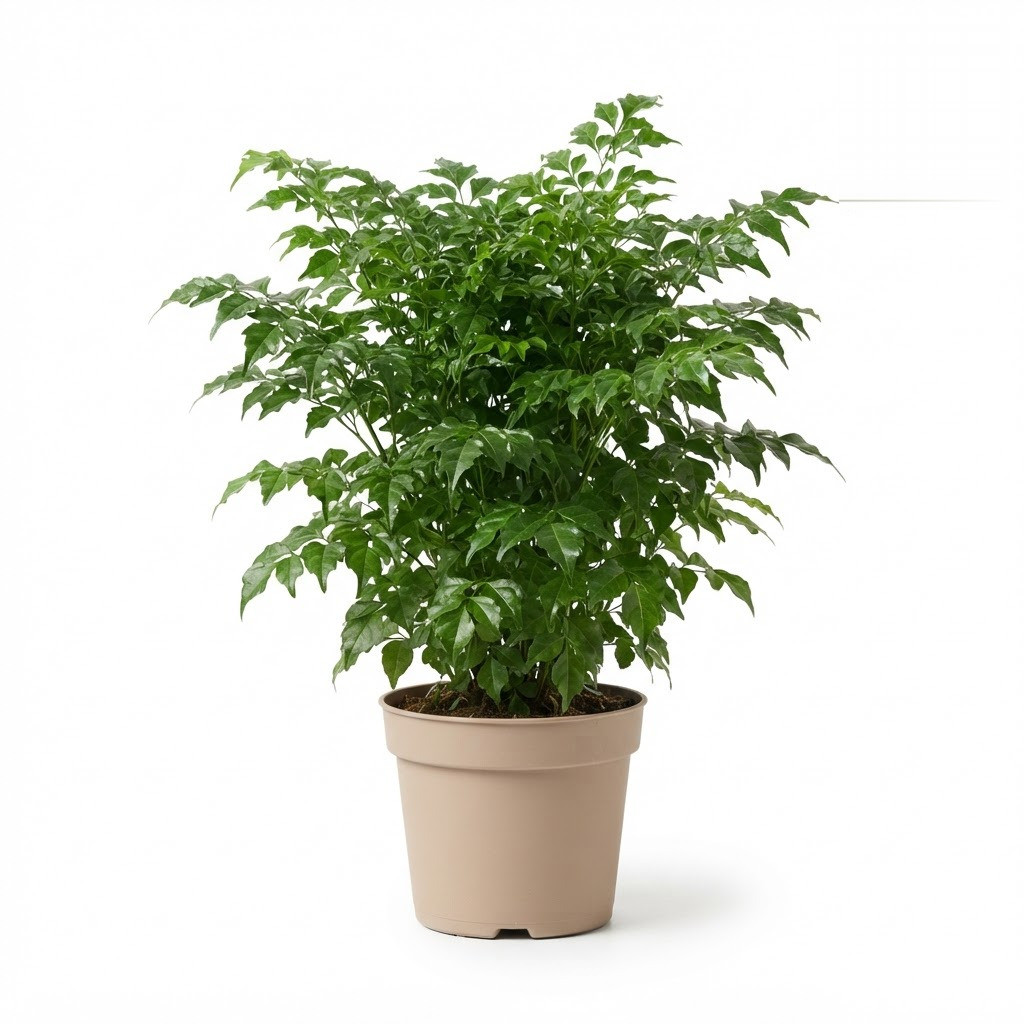 Radermachera_Green_plant_in_pot_202609071237