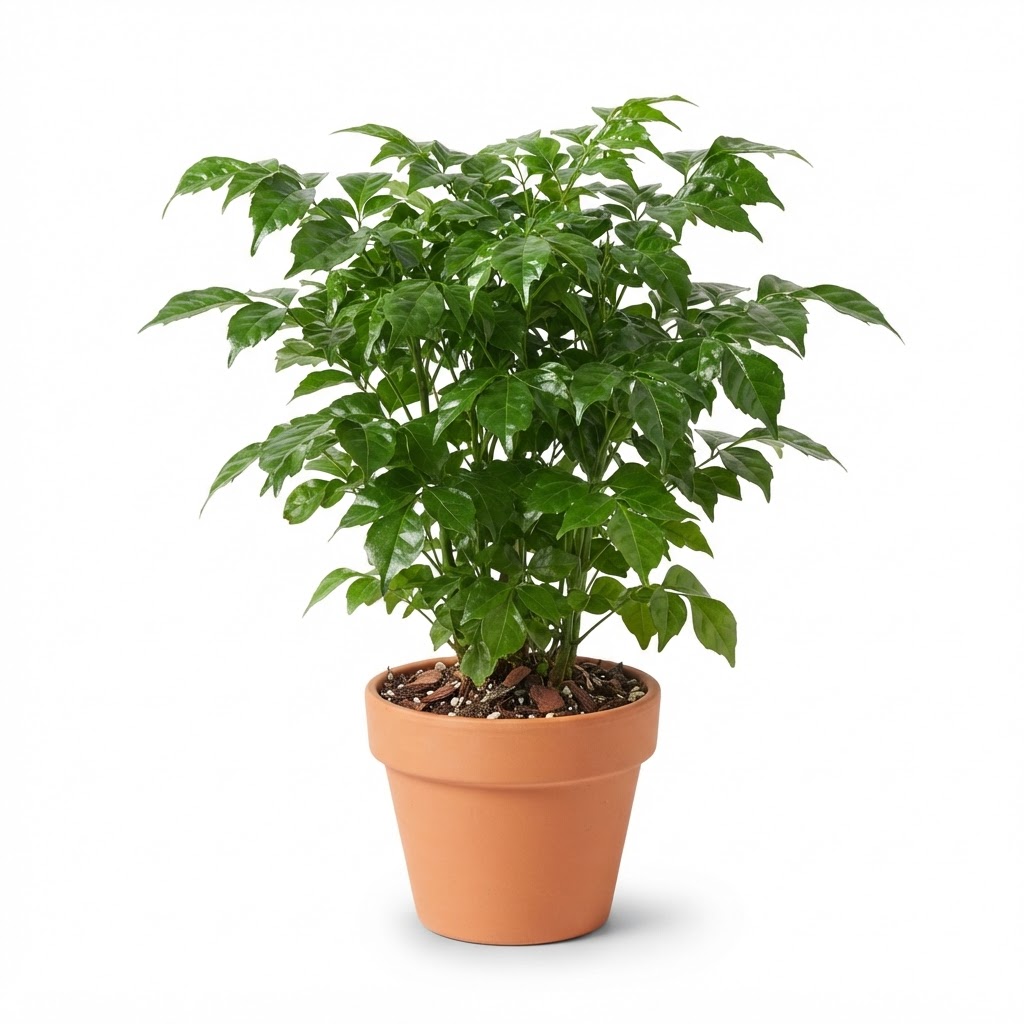 Radermachera_plant_in_nursery_pot_202609071237_4