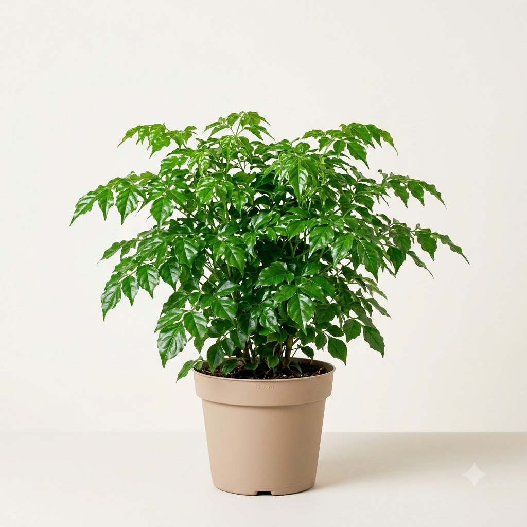 Radermachera Plant - Image 5