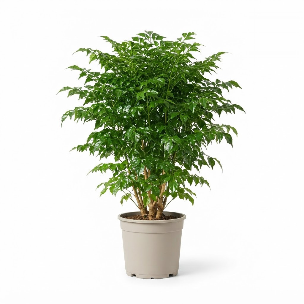 Radermachera_plant_in_nursery_pot_202609071237