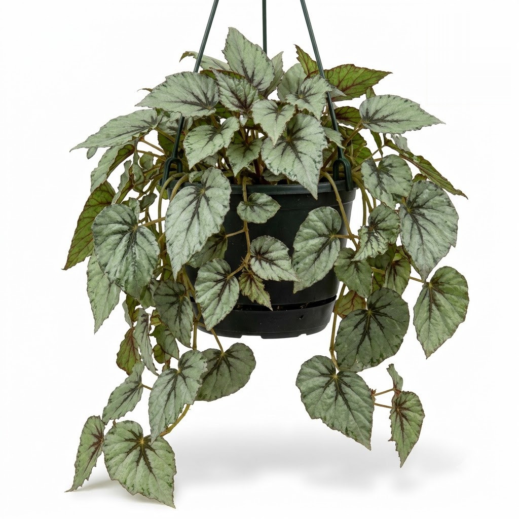 Rex_Begonia_Fedor_Hanging_plant_202609071237