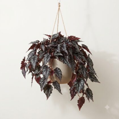 Rex Begonia Helen Teupel in a hanging pot with dark, textured leaves.
