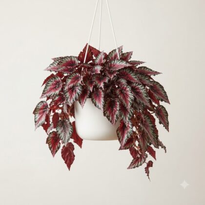 Rex Begonia Spitfire Hanging