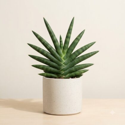 Sansevieria Hybrida Shooting Star plant in a speckled white pot on a wooden surface against a neutral background.