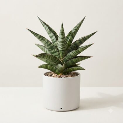 Sansevieria New Variety plant in a white pot with soil topped with pebbles against a plain background.
