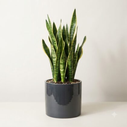 Sansevieria Plant in Glossy Ceramic Pot — Supplier Size Not Exposed