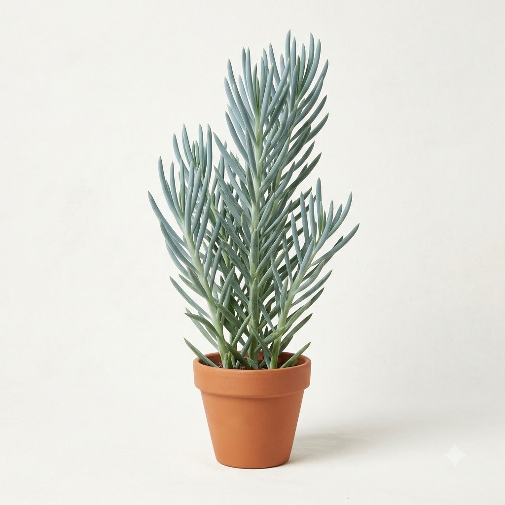 Senecio ficoides 'Mt. Kilimanjaro' – Premium Blue Chalk Succulent - Image 5