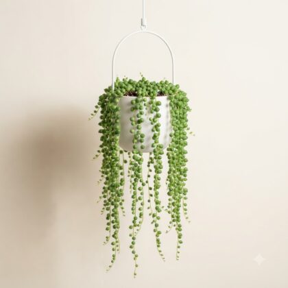 Senecio String of Pearls Hanging
